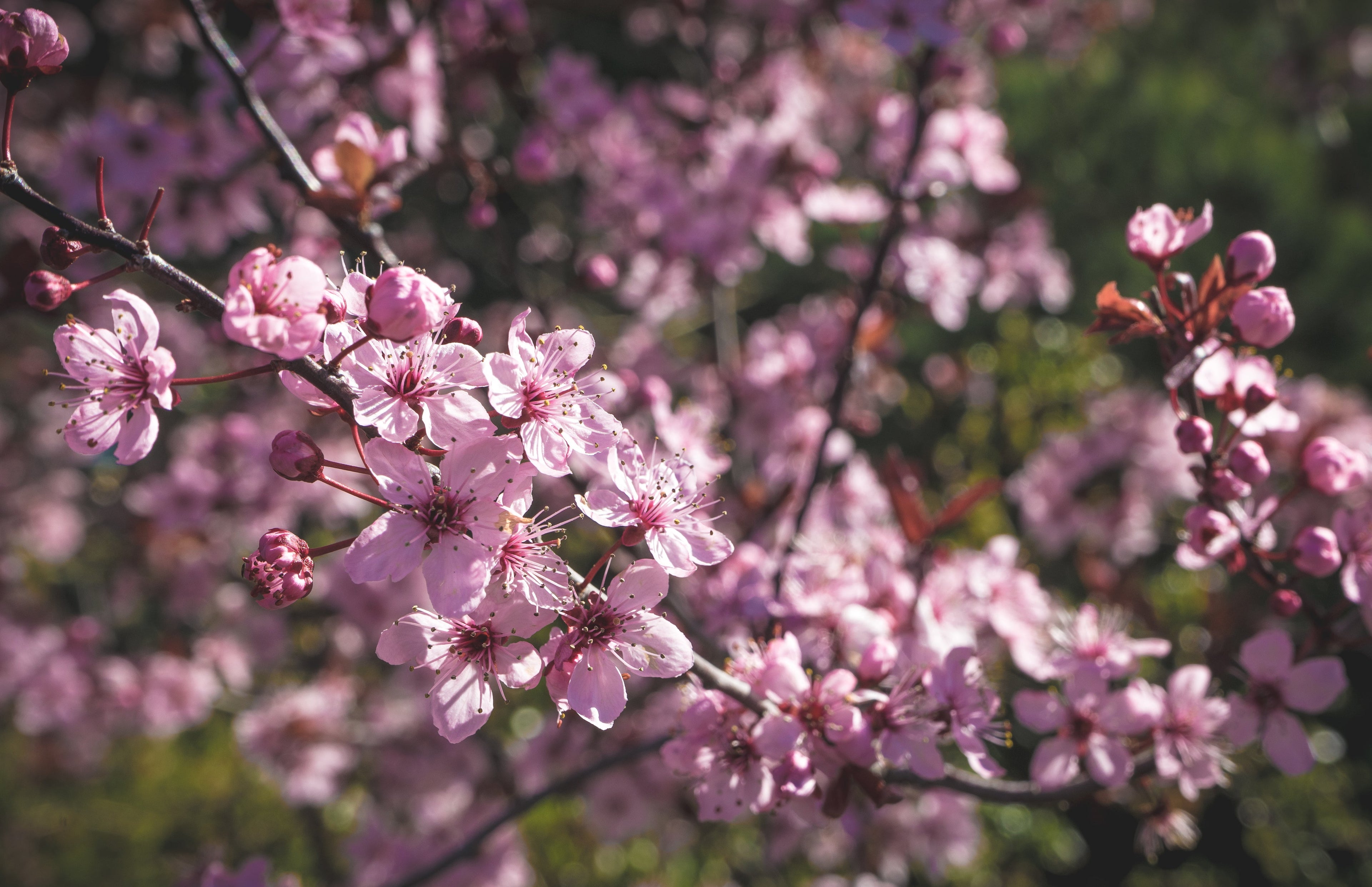 Spring