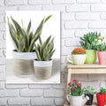 Snake Plant II - Artboard