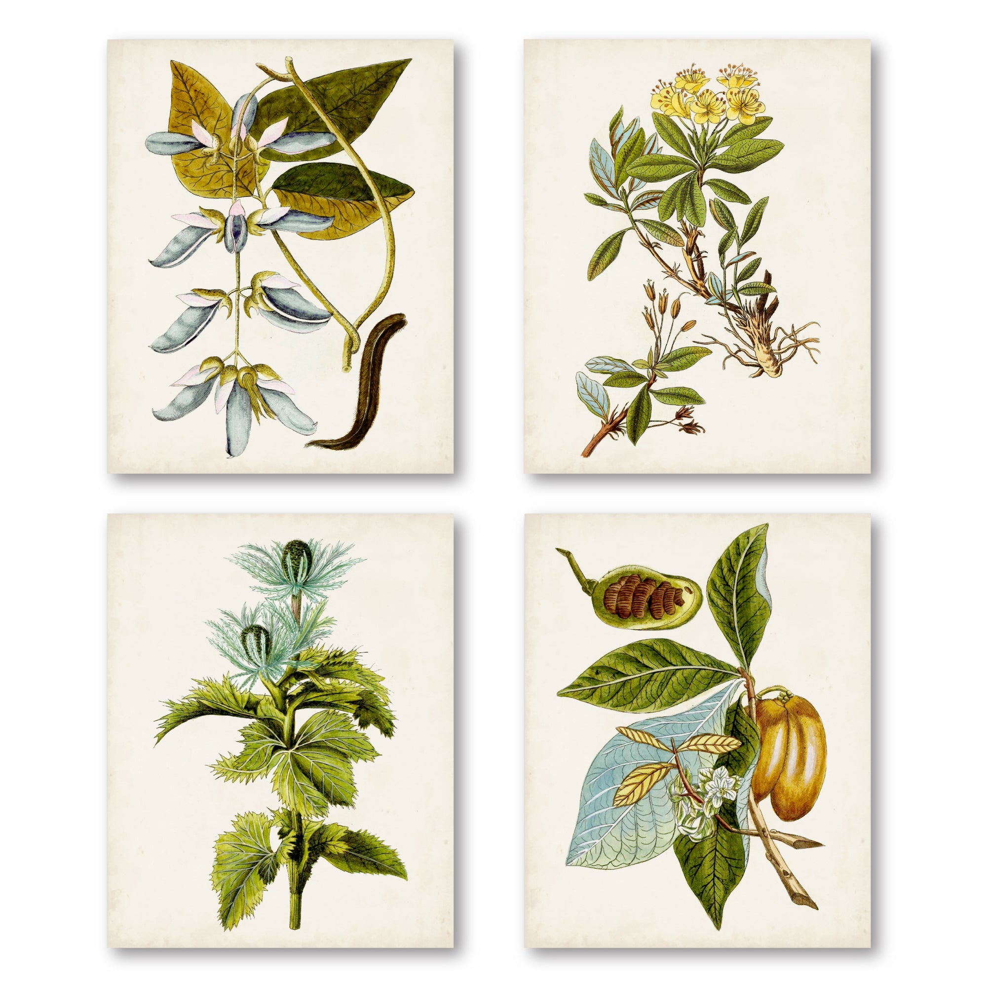 Antique Botanical Study III - 4pc Gallery Wrapped Canvas Set