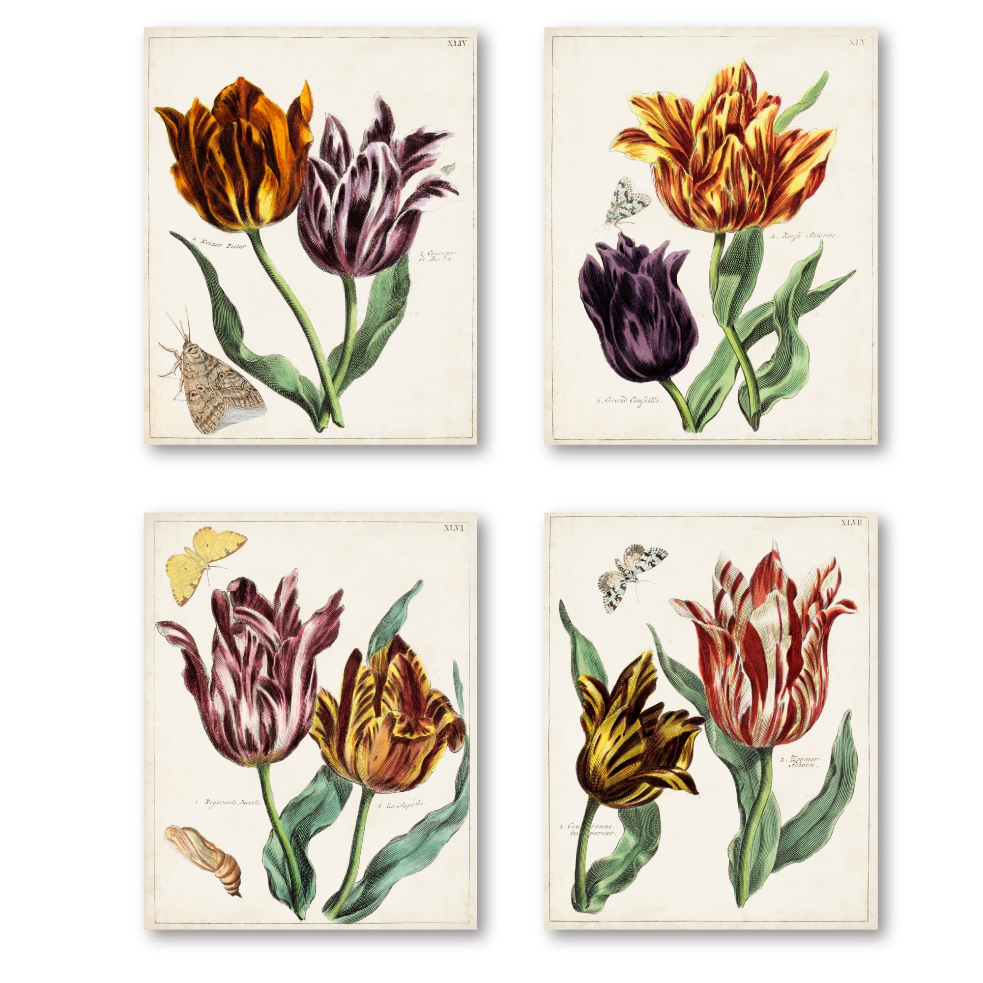 Tulip Classics I  - 4pc Gallery Wrapped Canvas Set
