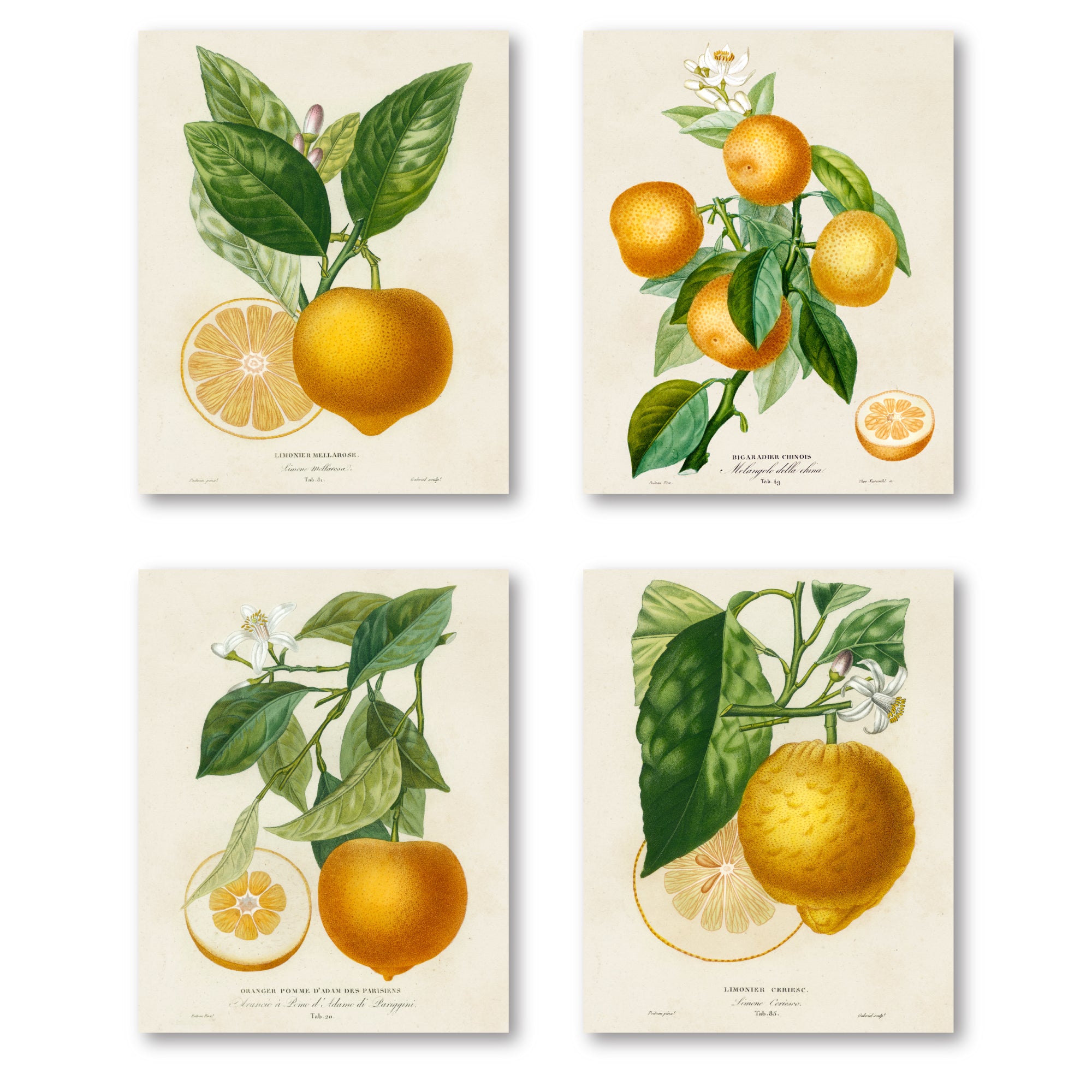 French Lemon Botanical I - 4pc Gallery Wrapped Canvas Set