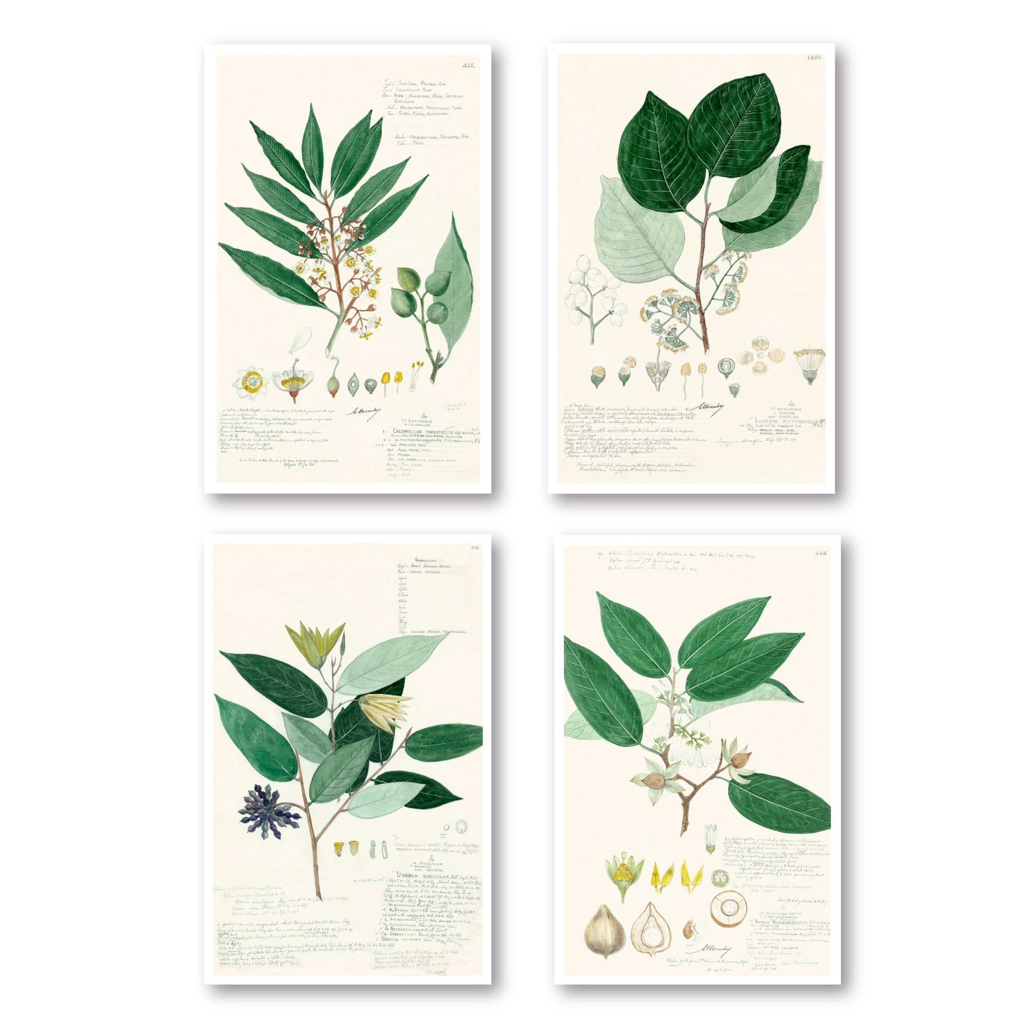 Foliage II - 4pc Gallery Wrapped Canvas Set