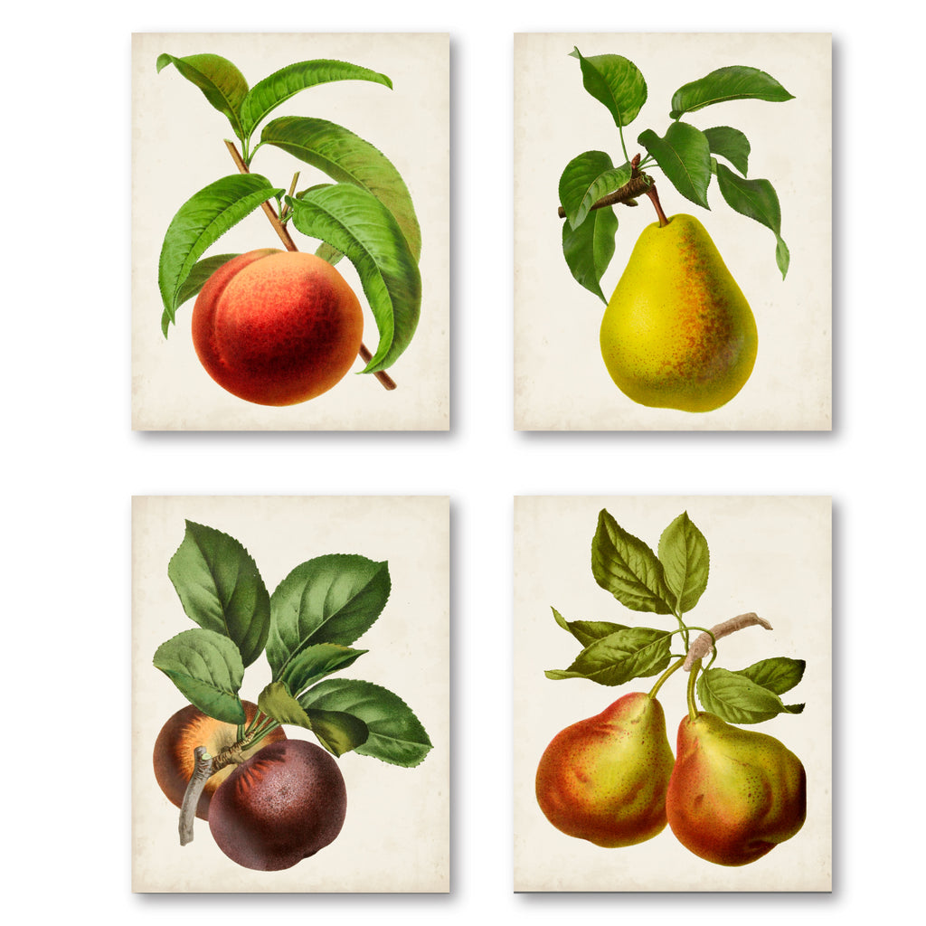 Antique Fruit I - 4pc Gallery Wrapped Canvas Set