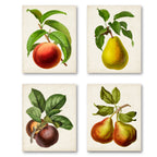 Antique Fruit I - 4pc Gallery Wrapped Canvas Set
