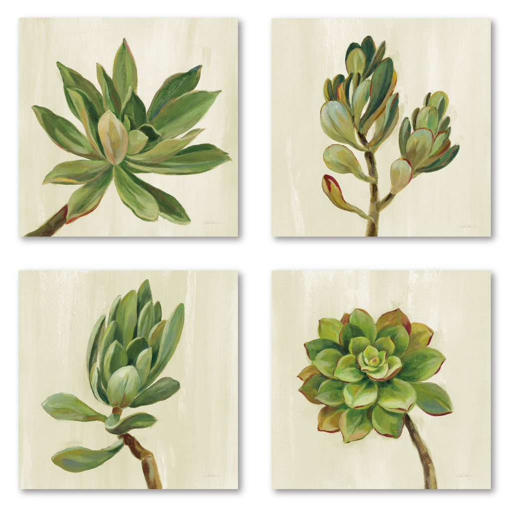 Front Yard Succulent I - 4pc Gallery Wrapped Canvas Set