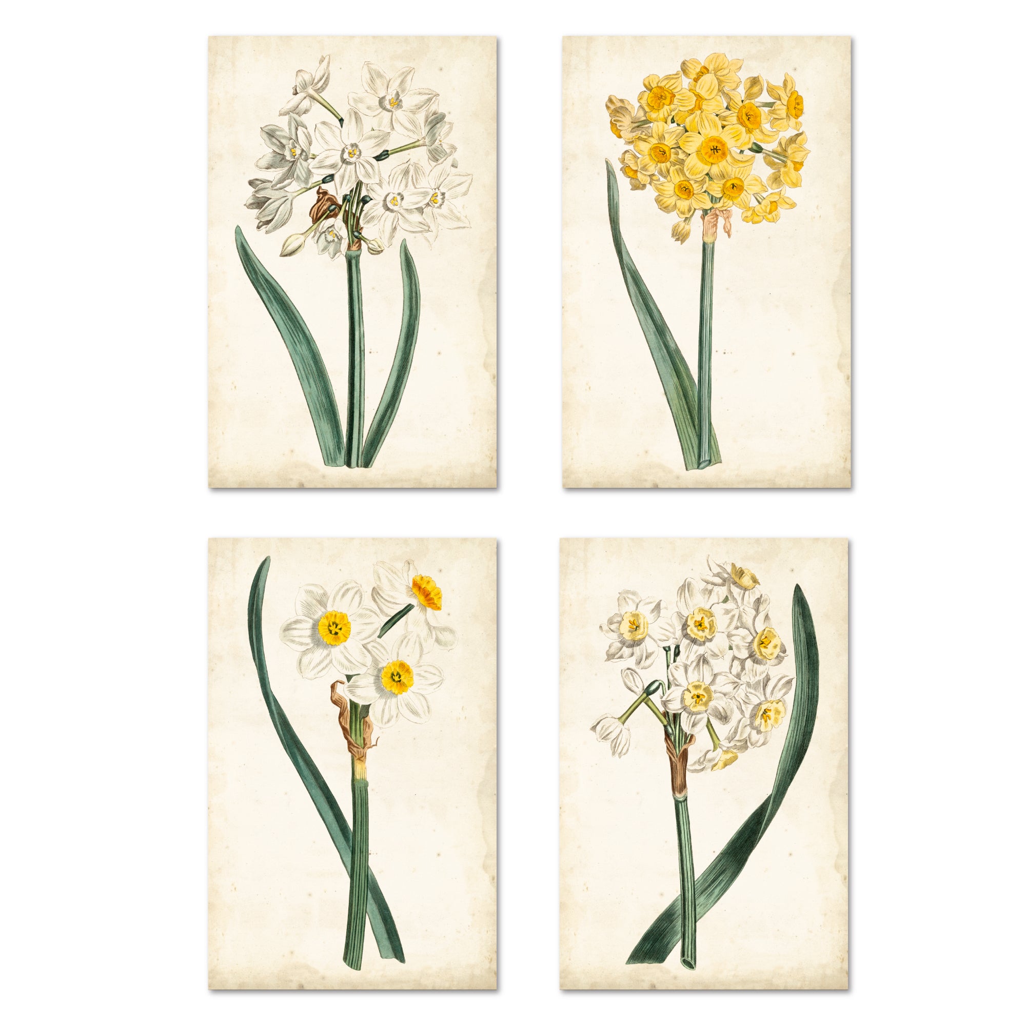 Curtis Narcissus I - 4pc Gallery Wrapped Canvas Set