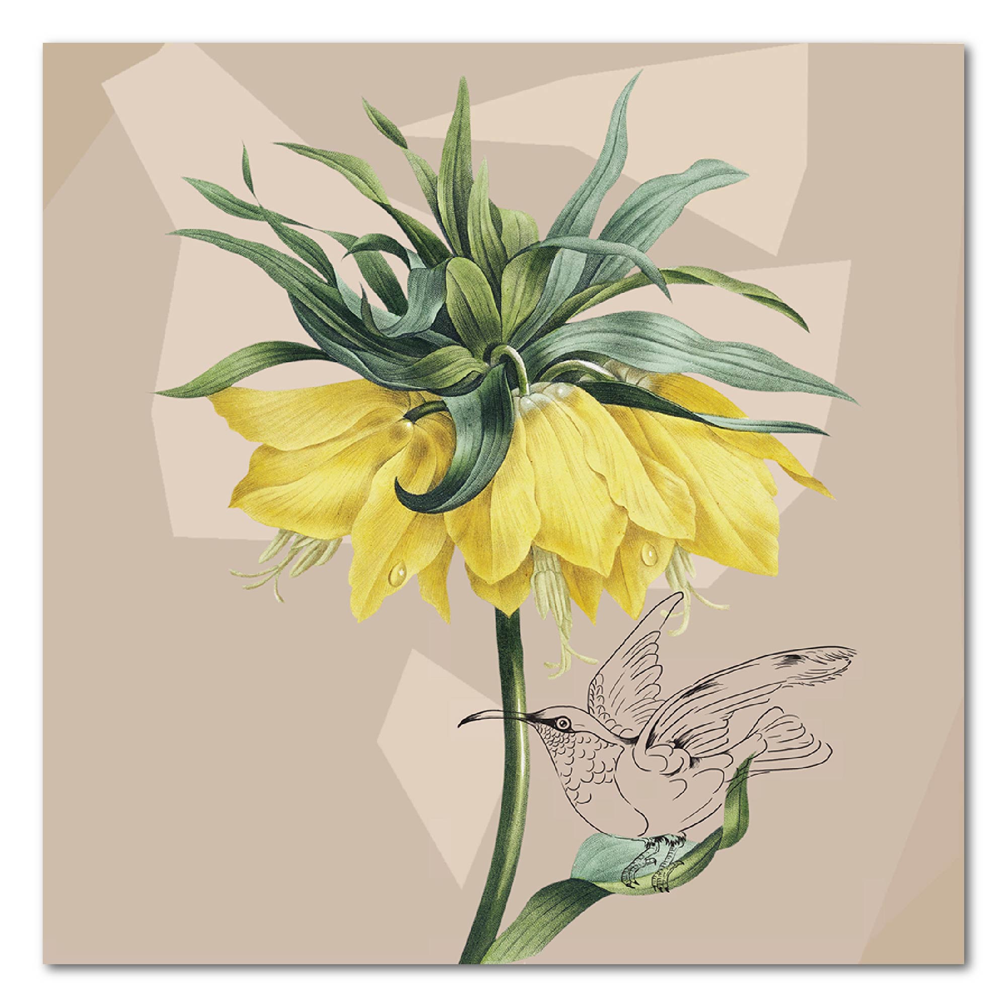 Fritillaria Imperialis - Gallery Wrapped Canvas