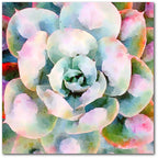 Succulente V - Gallery-Wrapped Canvas Wall Art