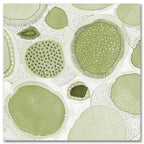 Nature Evolved I - Gallery Wrapped Canvas