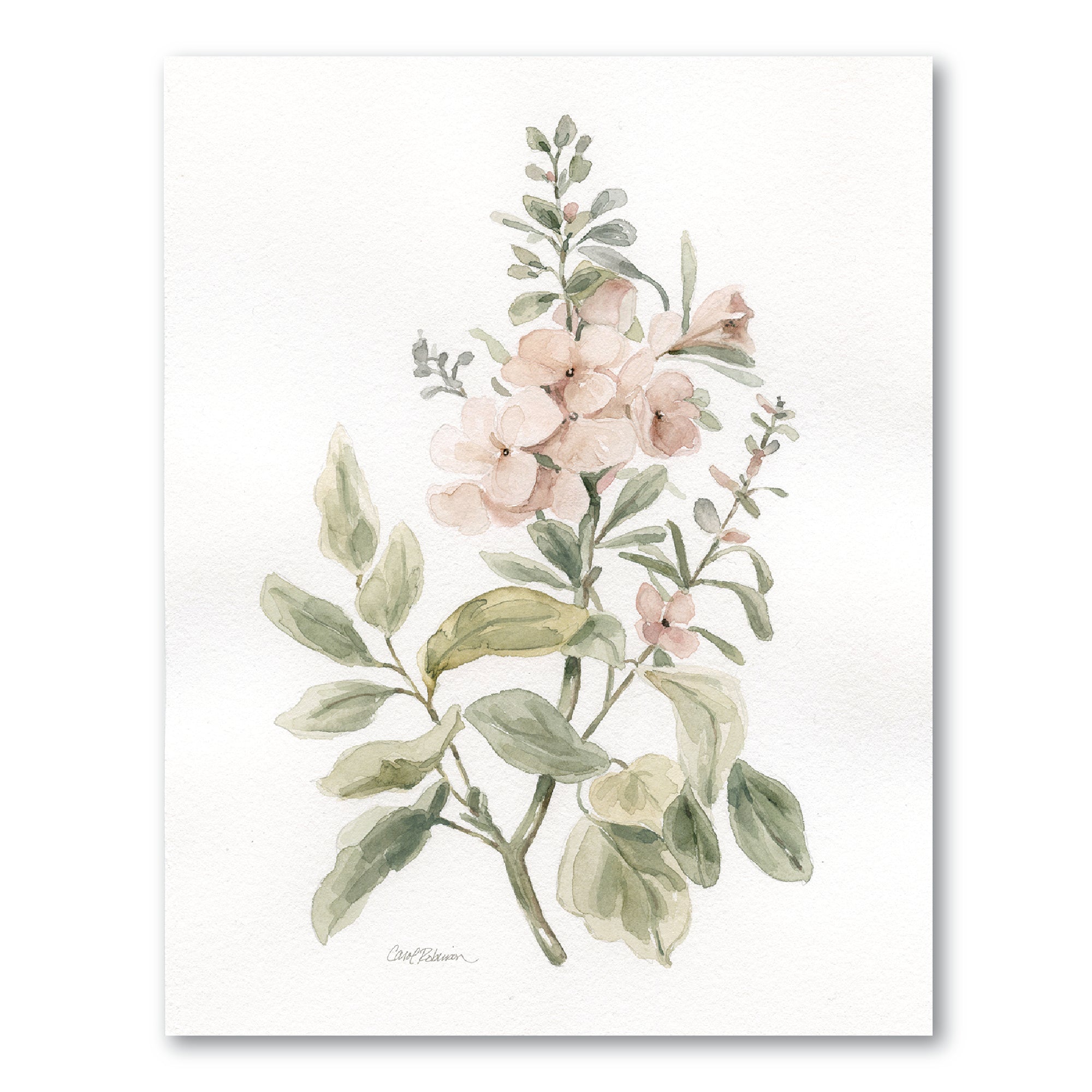 Antique Botanical II Gallery-Wrapped Canvas Wall Art
