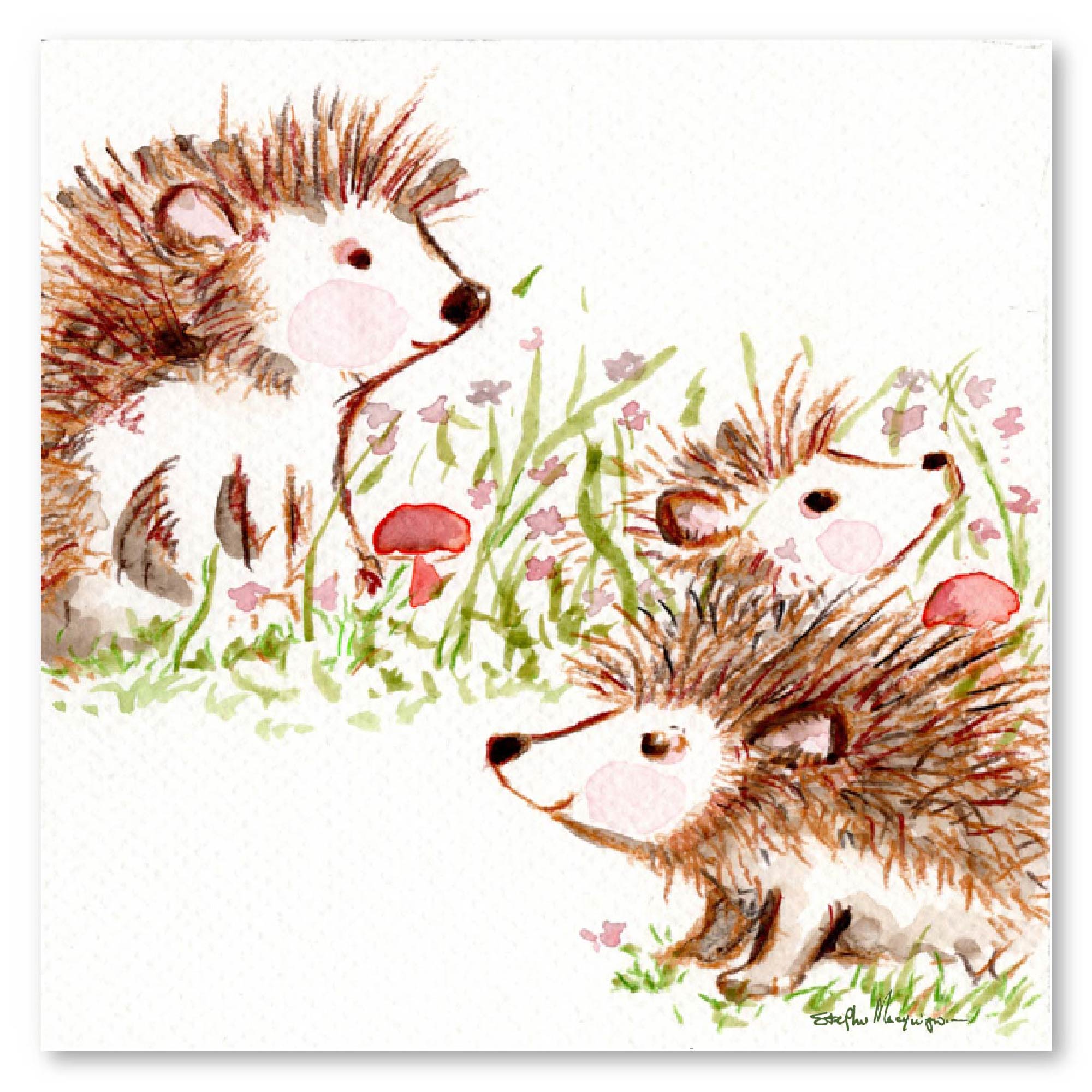 Studio Series - Hedgehogs - Stephen Macquignon Collection