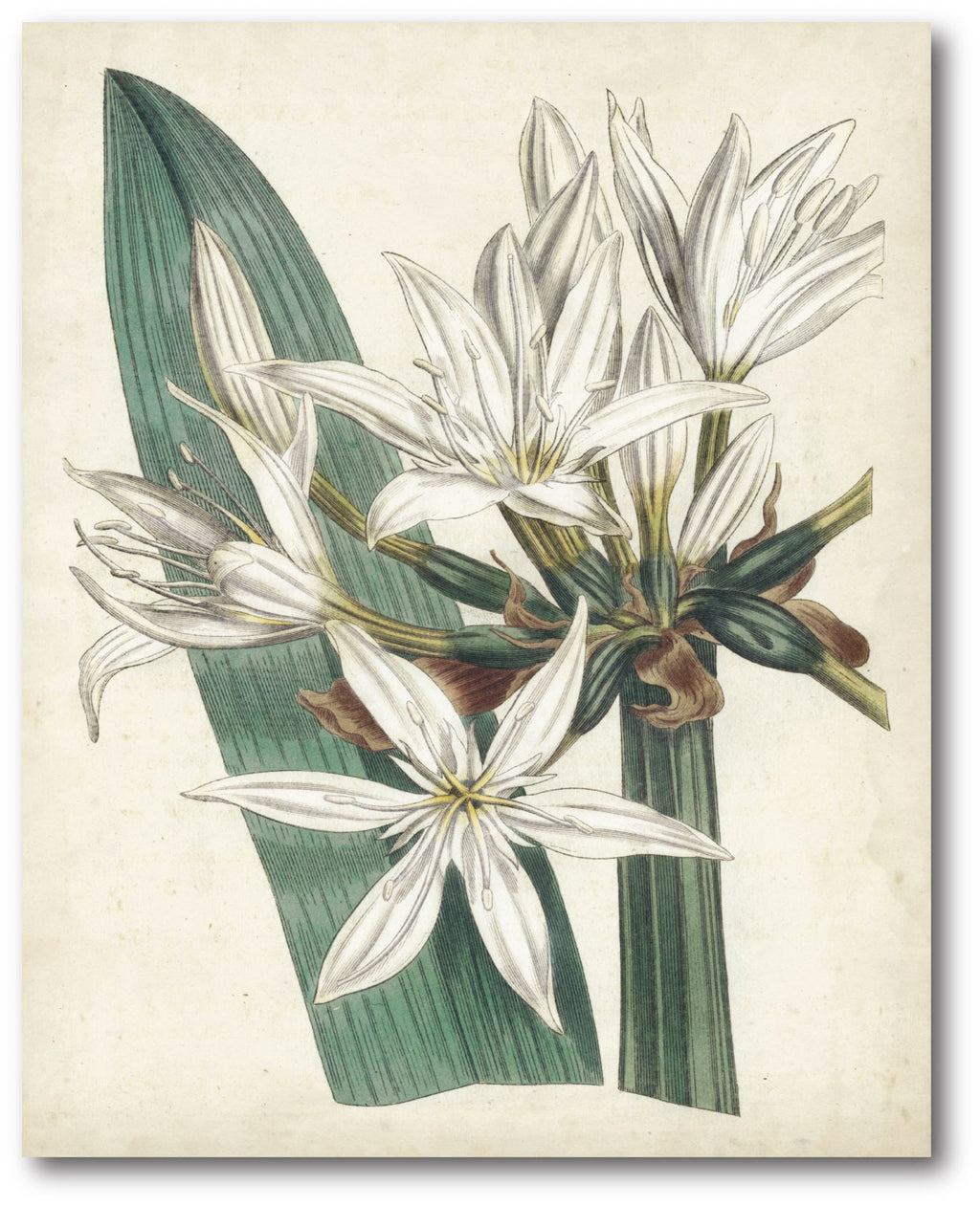 Holiday Botanical Gallery-Wrapped Canvas Wall Art