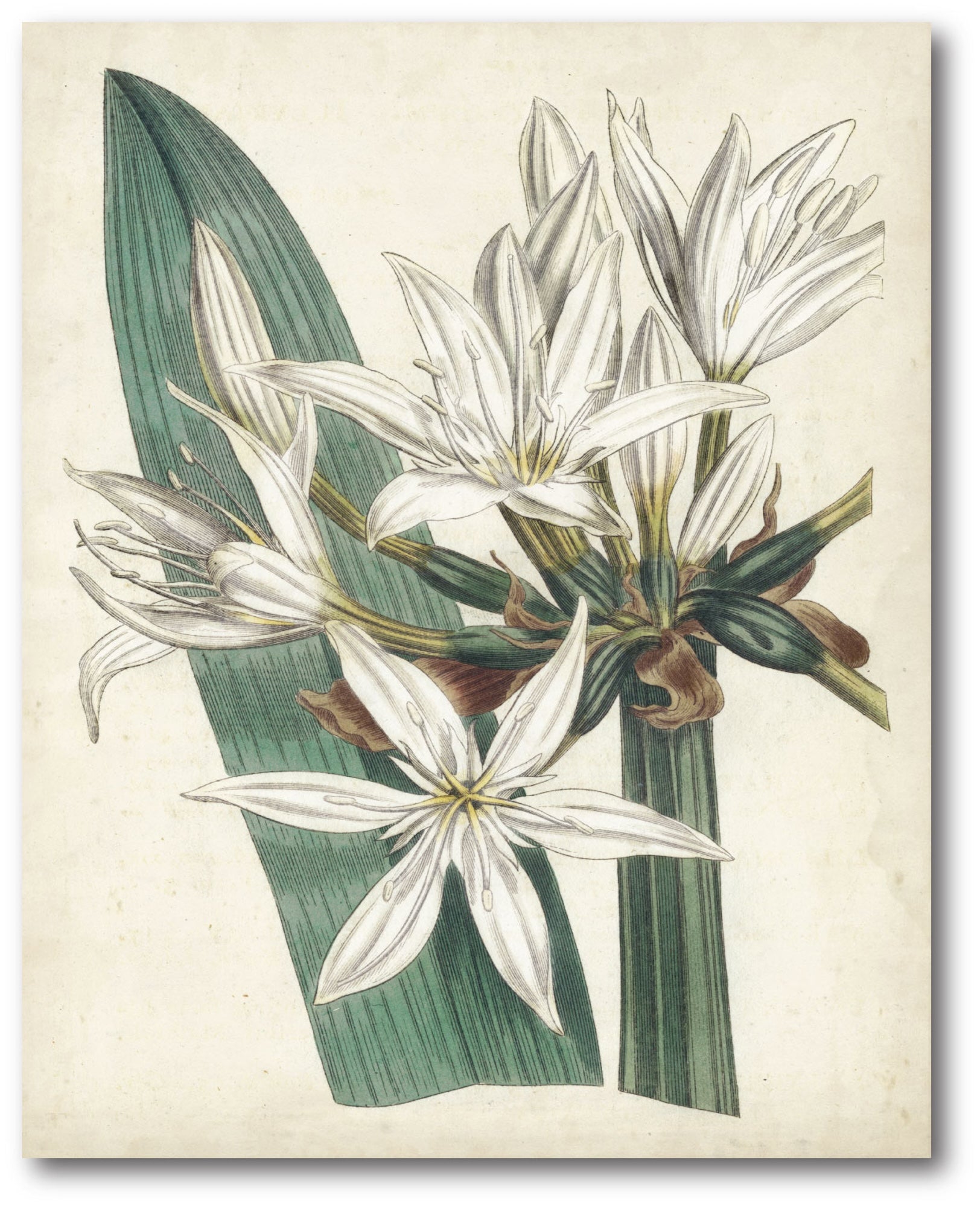 Holiday Botanical Gallery-Wrapped Canvas Wall Art