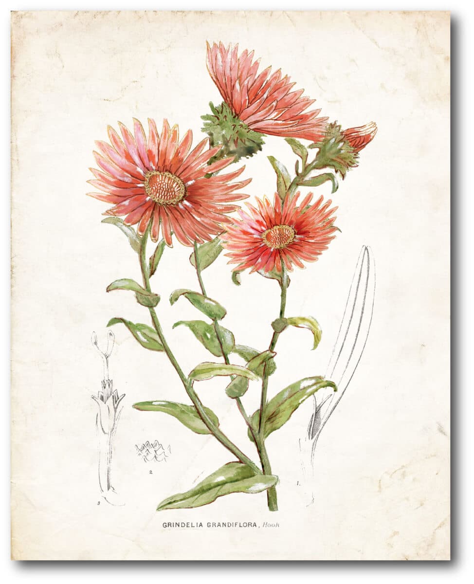 Botanical I Gallery-Wrapped Canvas