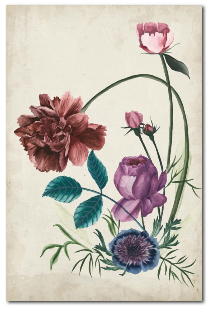Antique Peony II Gallery-Wrapped Canvas