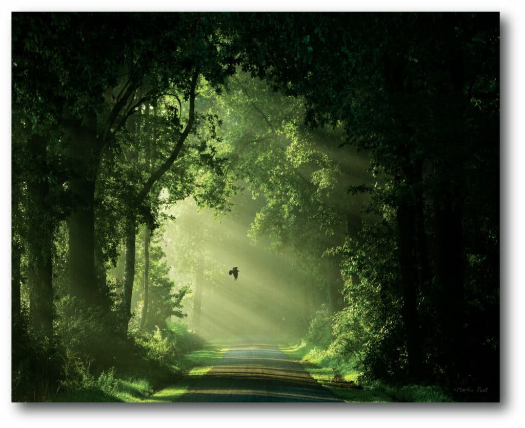 Emerald Forest Gallery-Wrapped Canvas