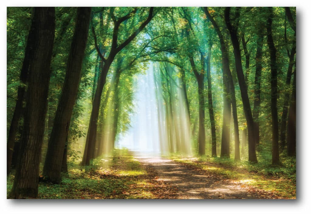 Emerald Enchanted Forest Gallery-Wrapped Canvas