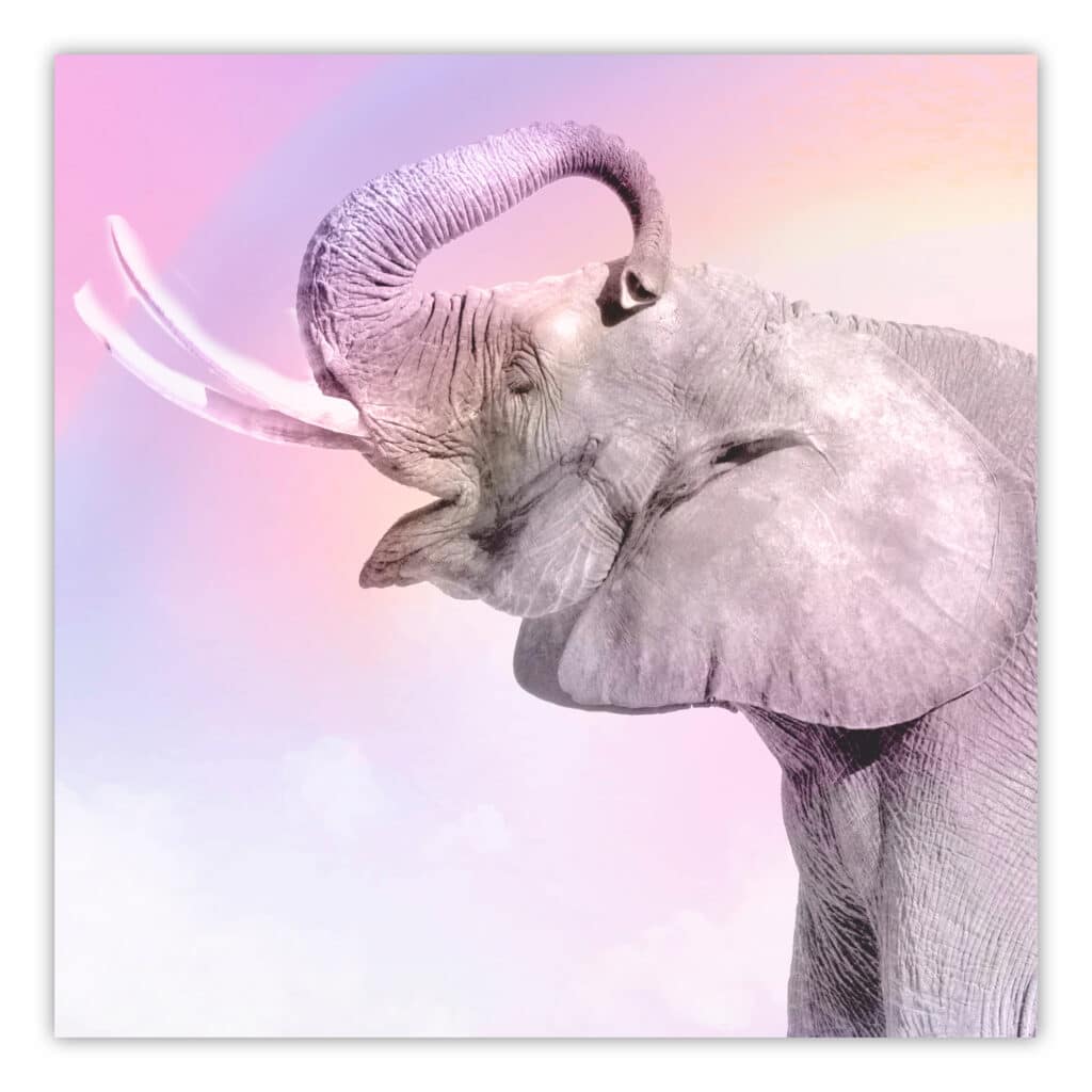 Pink Elephant II Gallery-Wrapped Canvas