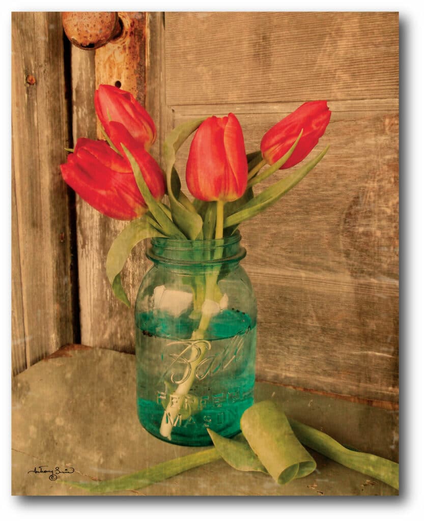 Country Tulips Gallery-Wrapped Canvas