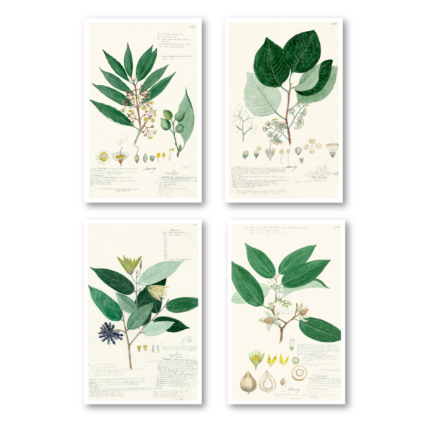 Botanical Greenery ~ 4 Piece 11x14"Gallery-Wrapped Canvas Set - Image 2